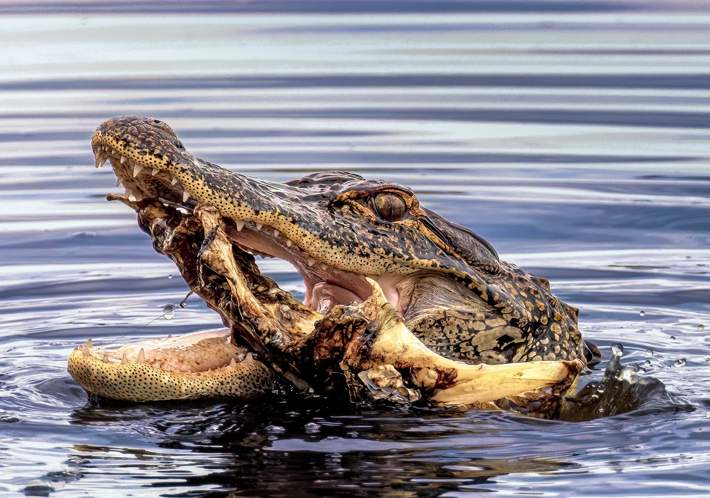 Cool Gator open mouth
